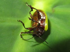 Leptinotarsa fulvipennis