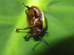 Leptinotarsa fulvipennis