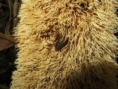 Metamasius hemipterus