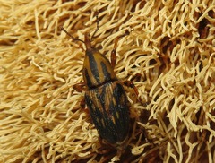 Metamasius hemipterus