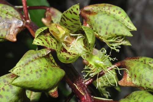 Catasetum arietinum