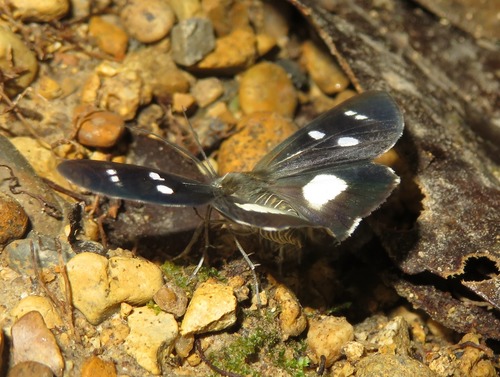 Spiloctenia