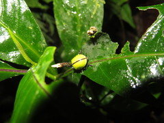 Leptinotarsa fulvipennis