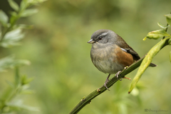 Microspingus cabanisi