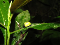 Leptinotarsa fulvipennis