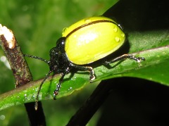 Leptinotarsa fulvipennis