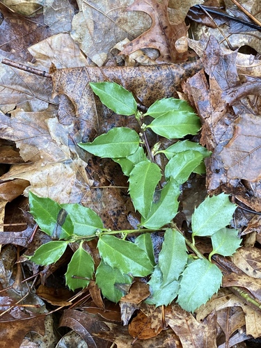 Ilex x meserveae, photographed by an iNaturalist contributor