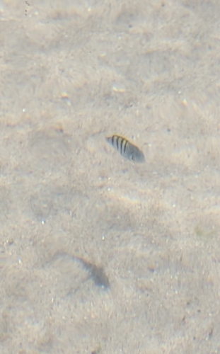 Abudefduf saxatilis