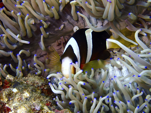Clarks anemoonvis (Amphiprion clarkii) — Pomacentridae