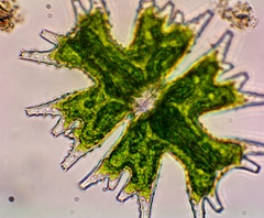 Micrasterias americana