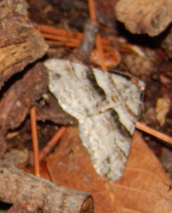 Prionomelia spododea