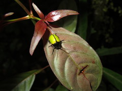 Leptinotarsa fulvipennis