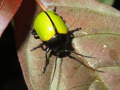 Leptinotarsa fulvipennis