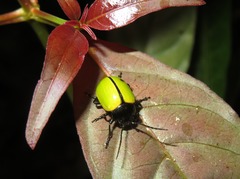 Leptinotarsa fulvipennis