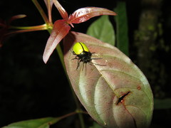 Leptinotarsa fulvipennis