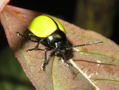 Leptinotarsa fulvipennis