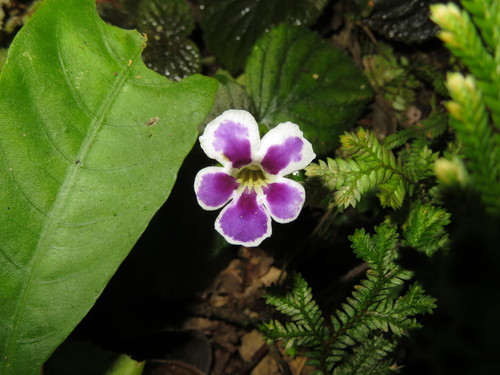 Diastema urticifolium