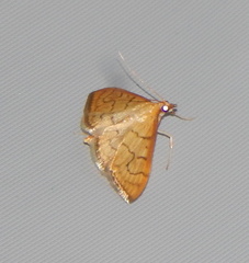 Psara dryalis