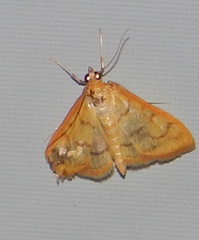 Psara dryalis