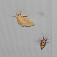 Psara dryalis