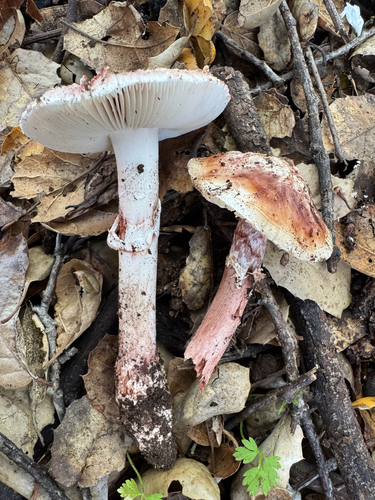 iNaturalist observation photo of Blushing Bride Amanita