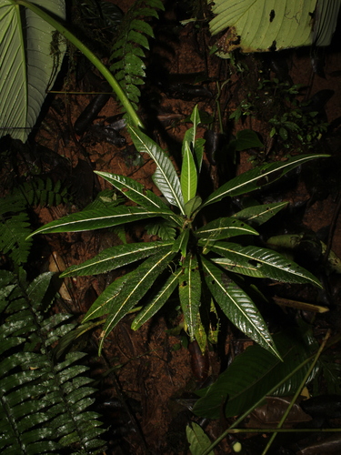 Psychotria jefensis