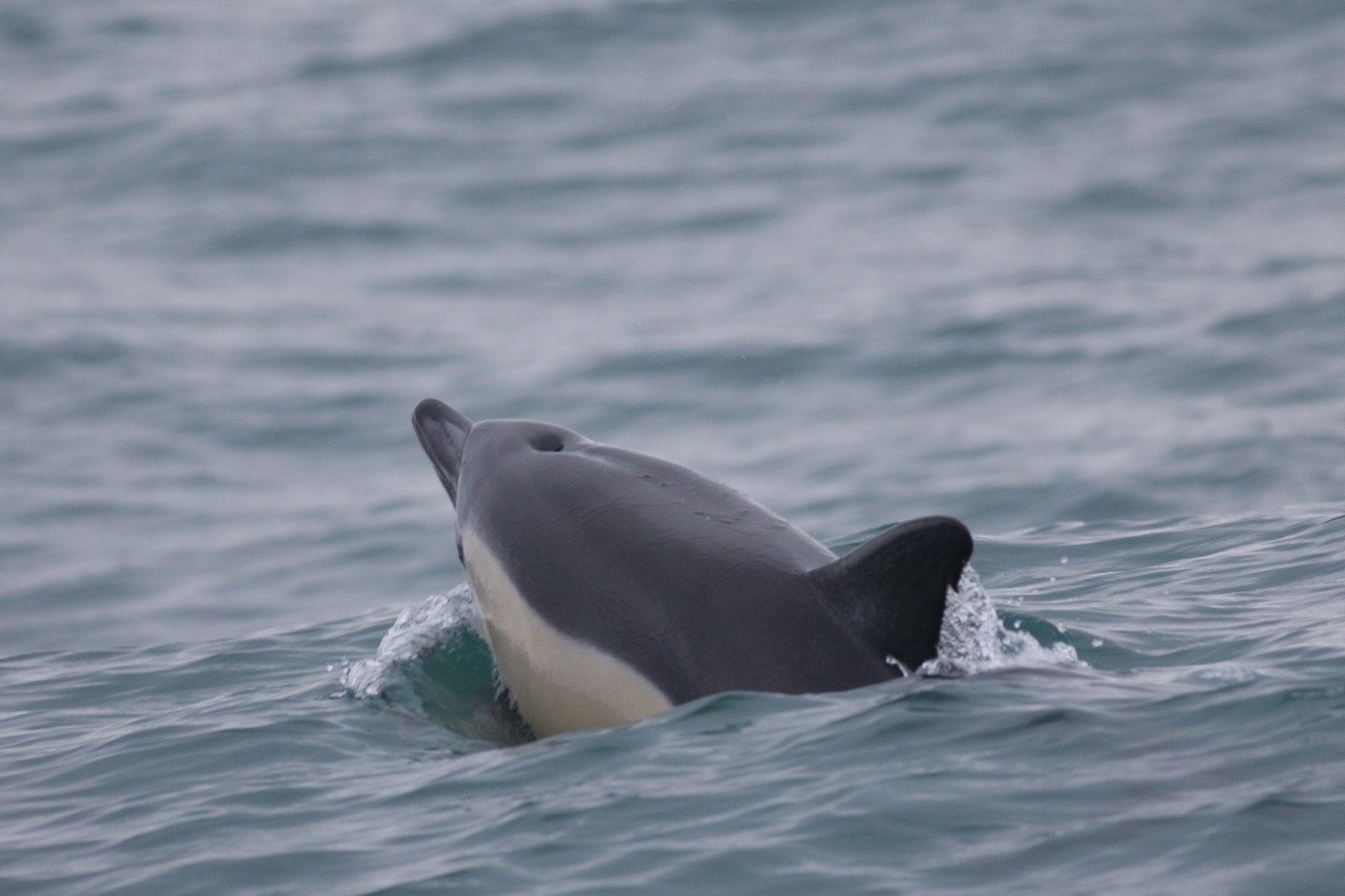 Short-beaked Common Dolphin