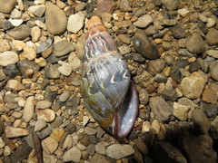 Sultana yatesi