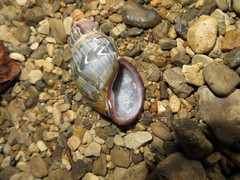 Sultana yatesi