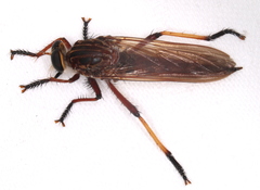 Colepia rufiventris