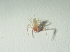 Paraliochthonius superstes