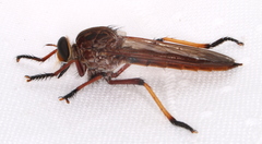 Colepia rufiventris