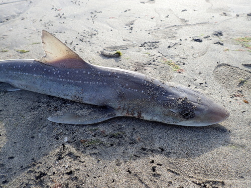 Gummy dogfish (Mustelus manazo) — Triakidae — 5