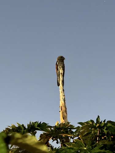 Common Potoo (Nyctibius griseus), photo 4