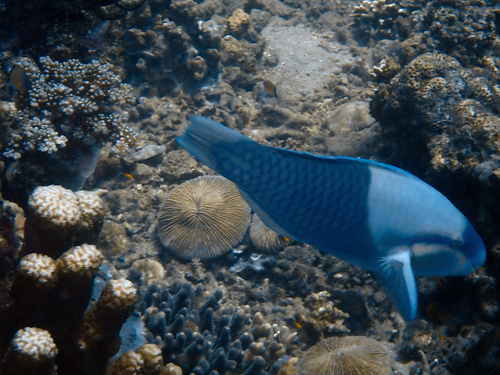 Bluebridle parrotfish (Scarus dimidiatus) — Scaridae