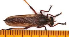 Colepia rufiventris
