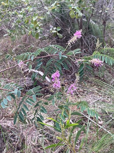 Indigofera pratensis, 2026-01-12