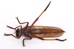 Colepia rufiventris