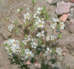 Linanthus demissus