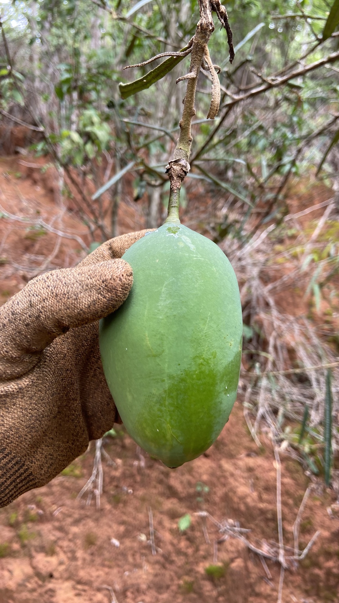 Morisonia longifolia