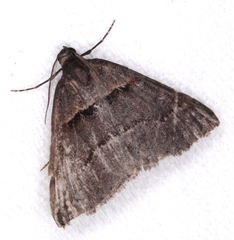 Dichromodes atrosignata