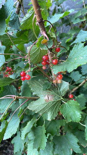 Ribes rubrum