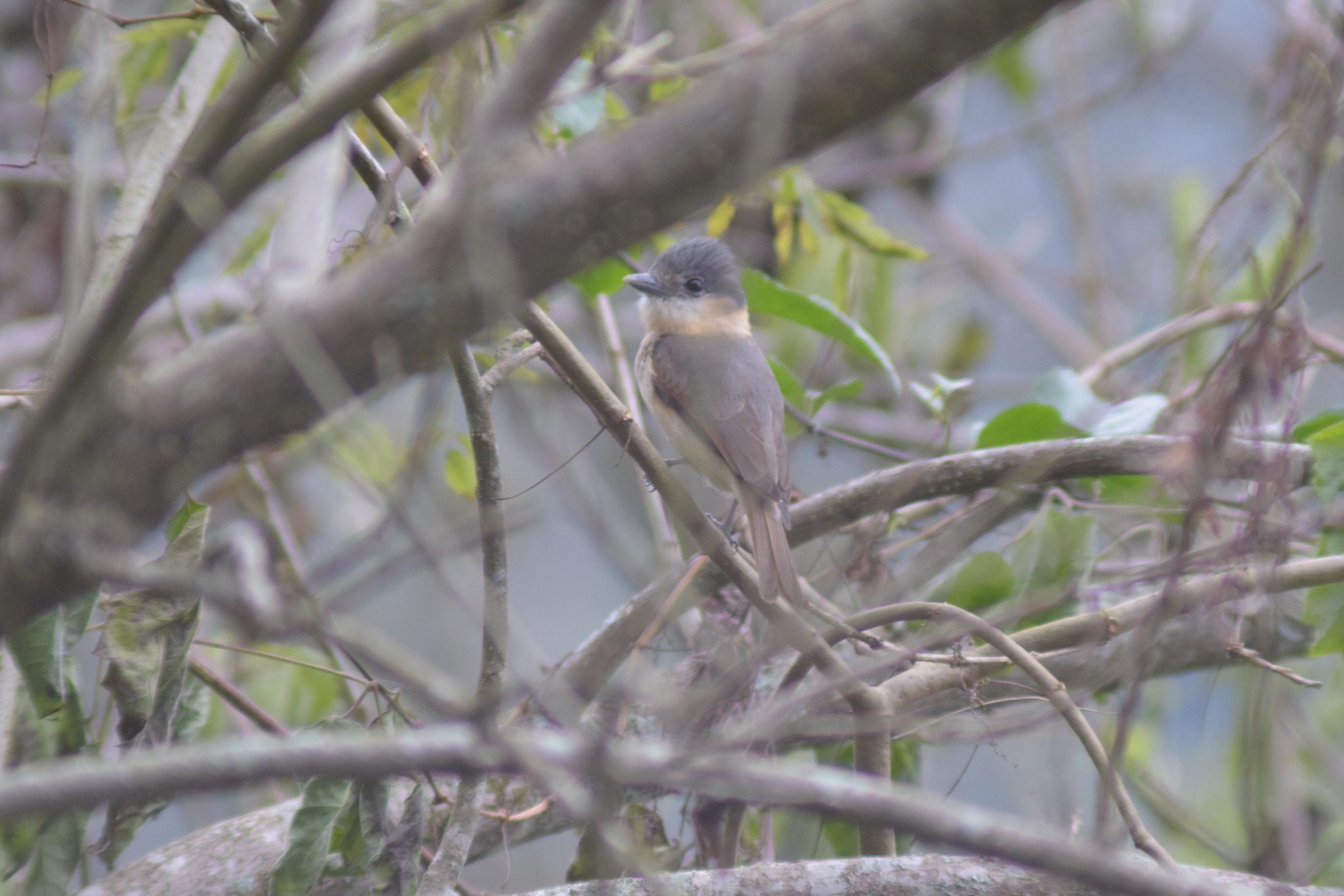 Rose-throated Becard (Pachyramphus aglaiae), photo 2
