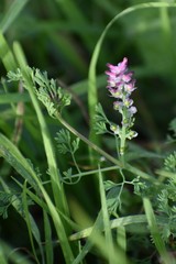 Fumaria densiflora