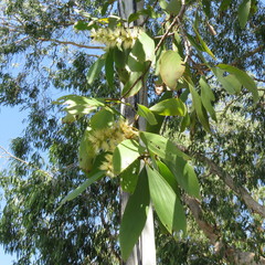 Melaleuca leucadendra