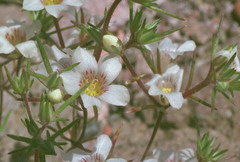 Linanthus demissus