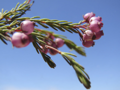Erica multumbellifera
