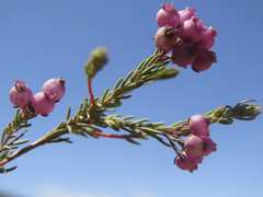 Erica multumbellifera