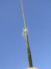 Tribolium brachystachyum