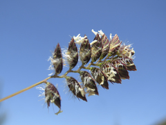 Tribolium brachystachyum